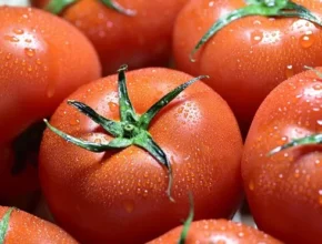 가성비최고 전북 김제 오색 칵테일 토마토 5kg 추천상품