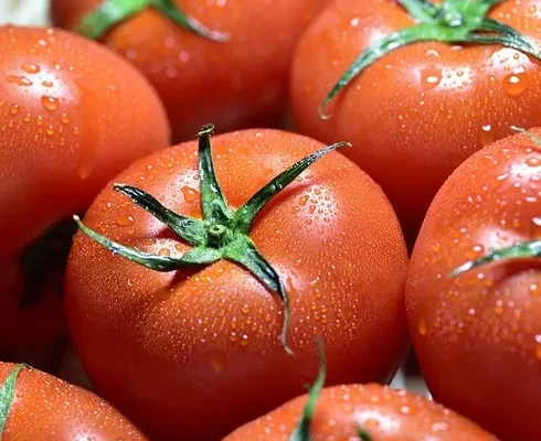 가성비최고 전북 김제 오색 칵테일 토마토 5kg 추천상품